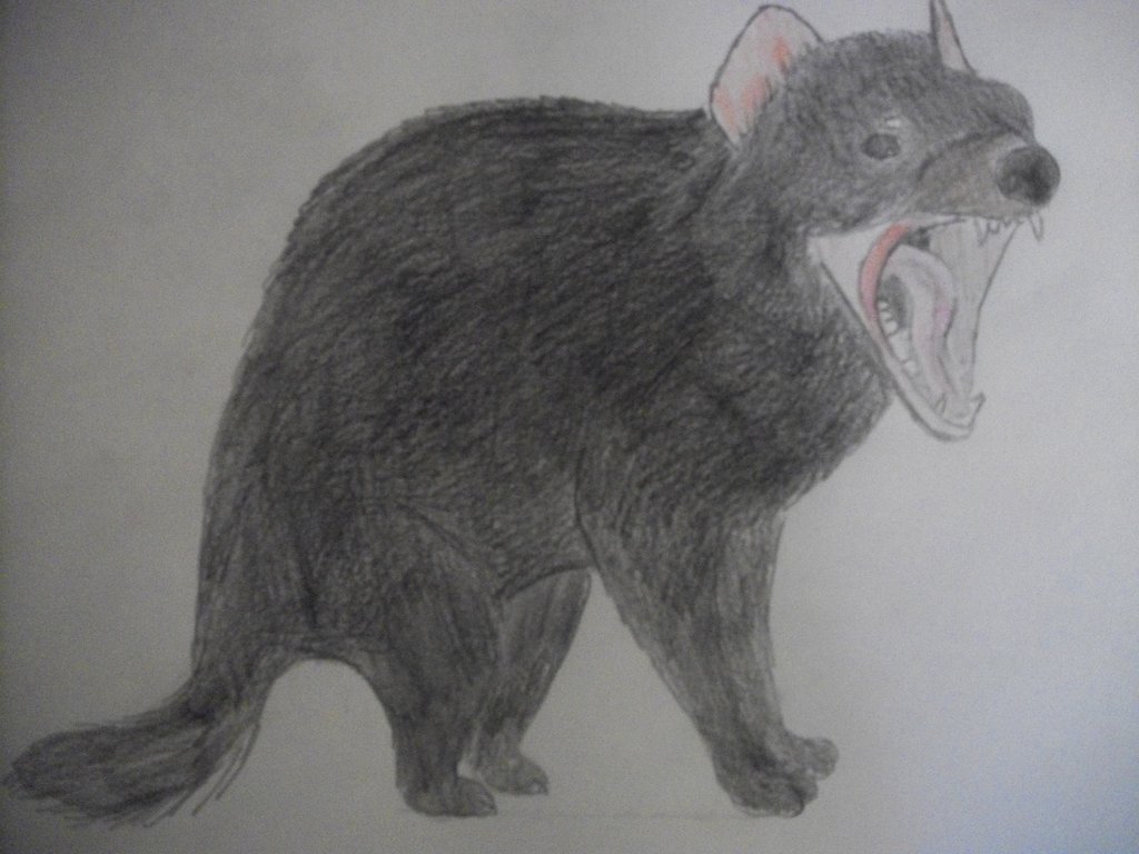 1024x768 Tasmanian Devil Sketch Colored By Sarcophilusharrisi - Tasmanian Devil Sketch