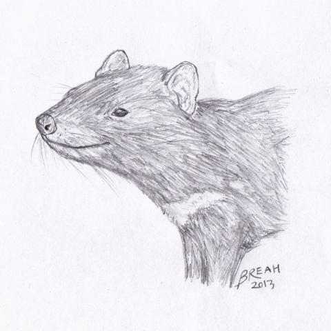 480x480 Tasmanian Devil Sketch Art By Breah - Tasmanian Devil Sketch