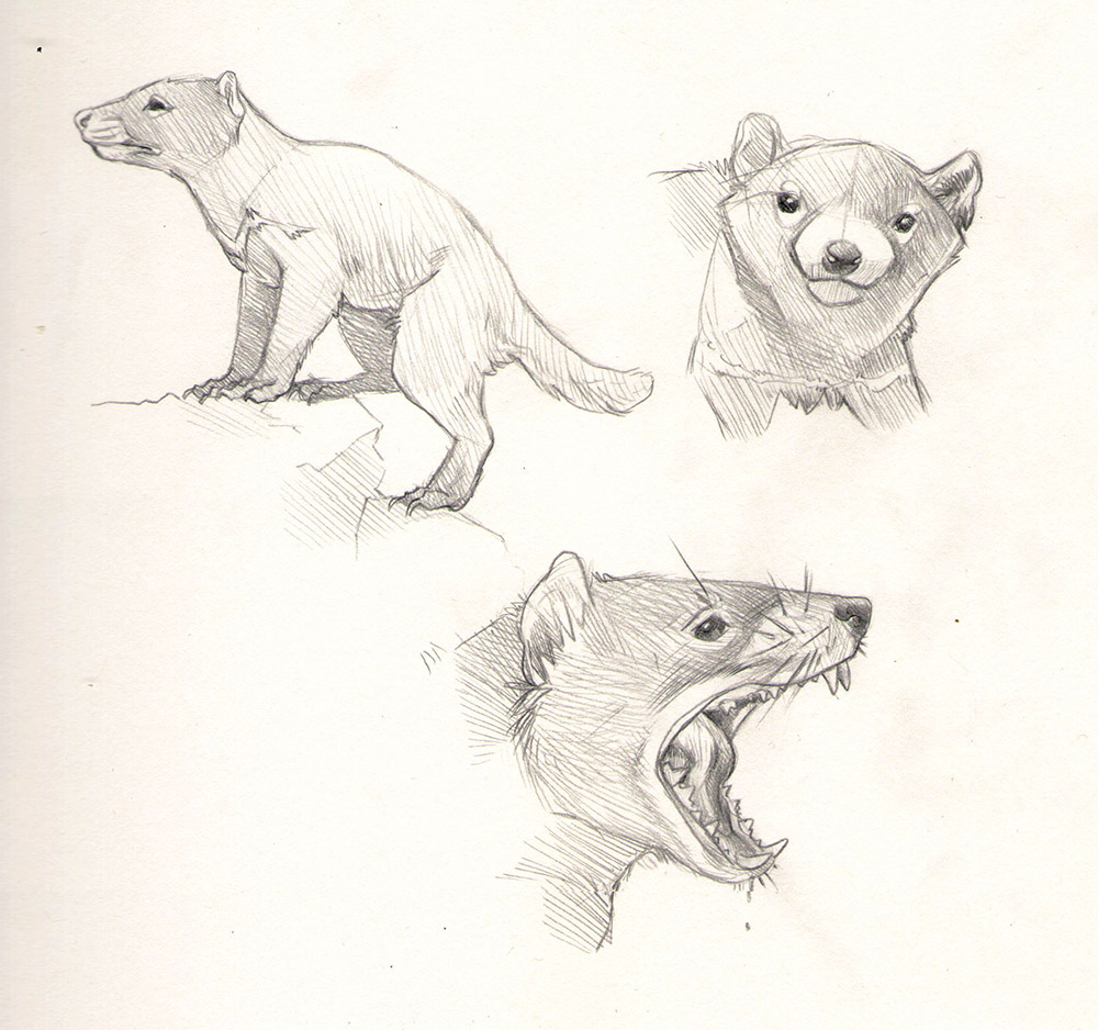 1000x938 Tasmanian Devil Sketches By Ghost Of Fables - Tasmanian Devil Sketch