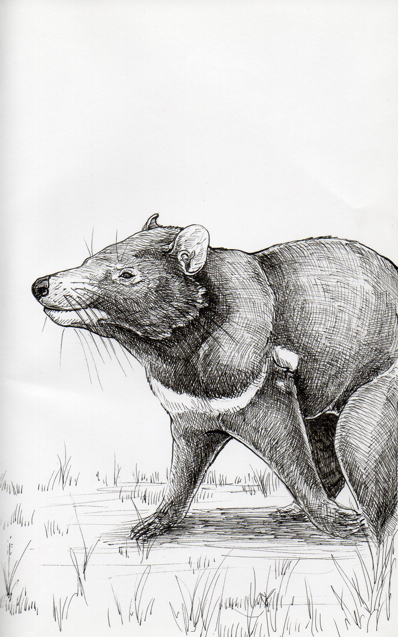 1554x2485 Tasmanian Devil Weasyl - Tasmanian Devil Sketch