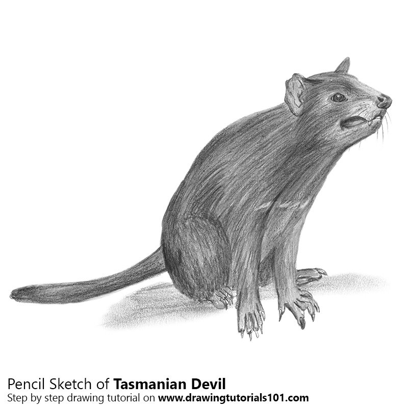 800x800 Tasmanian Devil Pencil Drawing - Tasmanian Devil Sketch