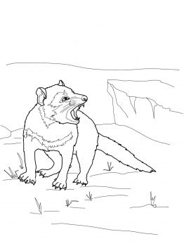 262x350 Tasmanian Devil - Tasmanian Devil Sketch