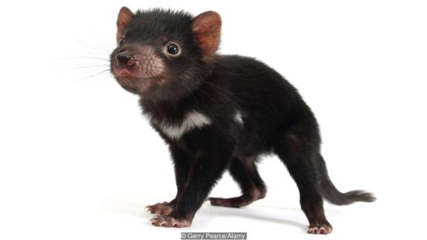 624x351 Bbc - Tasmanian Devil Sketch