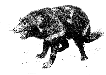 421x300 Description - Tasmanian Devil Sketch