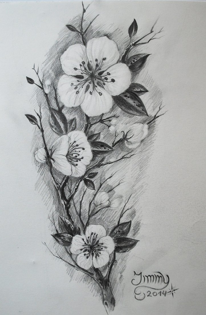 723x1104 Sakura Flower Sketch Black And White Cherry Blossom Photography - Tattoo Flower Sketch