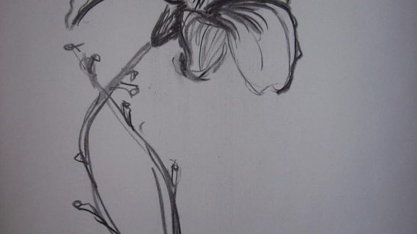 585x329 Chic Idea Tiger Lily Sketch Coloring - Tattoo Flower Sketch