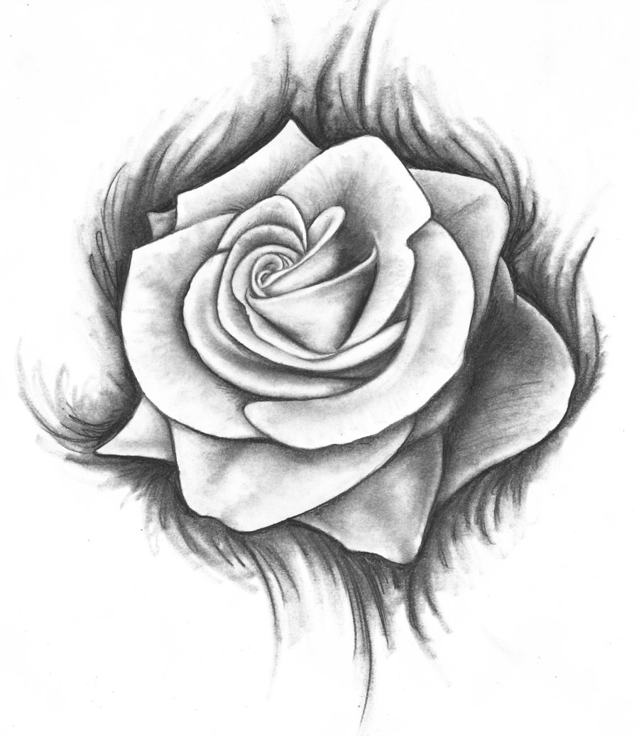 900x1036 Hoontoidly Rose Drawing Tattoo Images - Tattoo Sketch Rose
