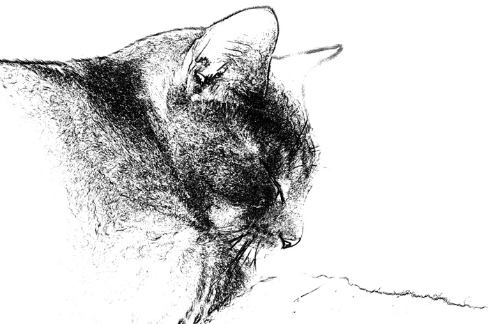 700x465 Taz Sketch Photo - Taz Sketch