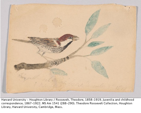 471x378 Theodore Roosevelt - Teddy Roosevelt Sketch