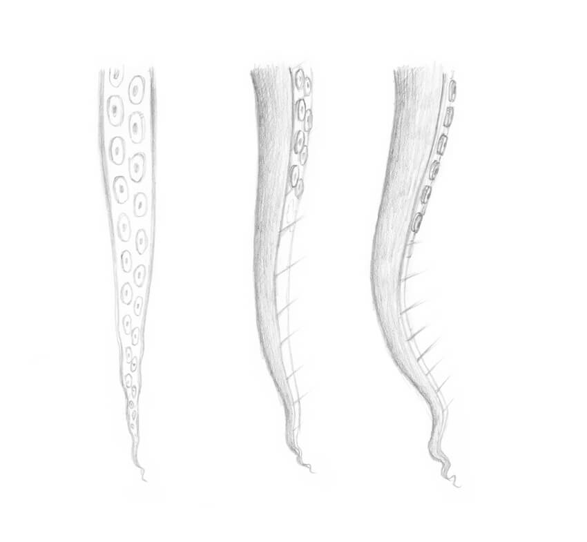 850x785 How To Draw An Octopus Step By Step - Tentacle Sketch