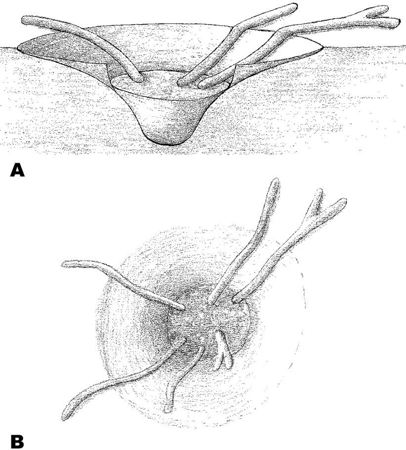 821x910 Dealized Sketch Of Monocraterion Tentaculatum With Additional - Tentacle Sketch