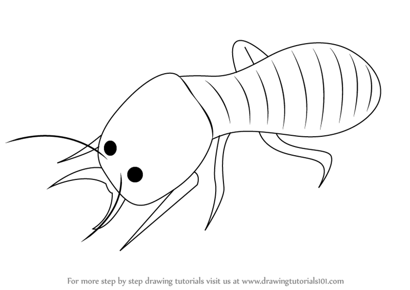 800x566 Learn How To Draw A Termite (Insects) Step By Step Drawing Tutorials - Termite Sketch