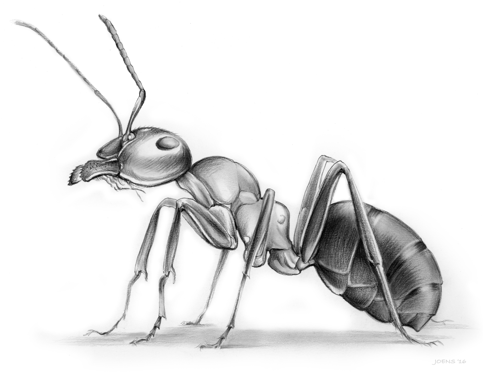 1600x1238 Sketch Of The Day The Ant - Termite Sketch