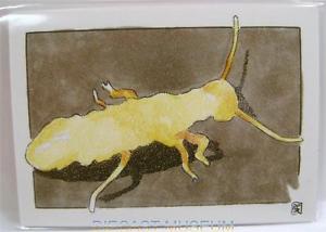 300x214 Termite Sketch Card Painting By Don Pedicini Jr 11 Insectae - Termite Sketch
