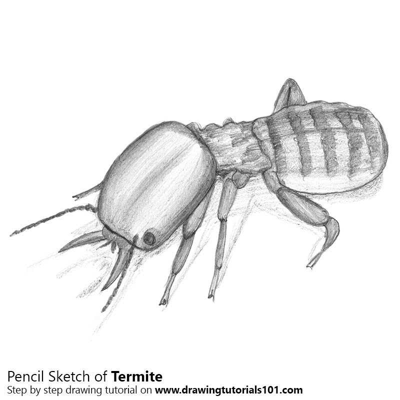 800x800 Termite Pencil Drawing - Termite Sketch