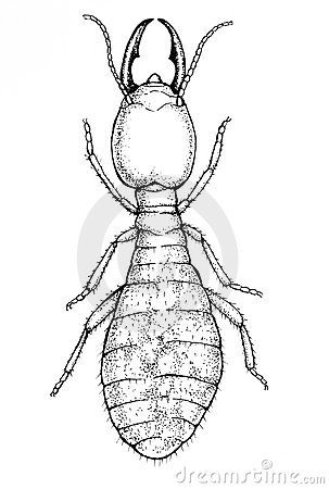 303x450 Worker Termite Illustration Royalty Free Stock Photos - Termite Sketch