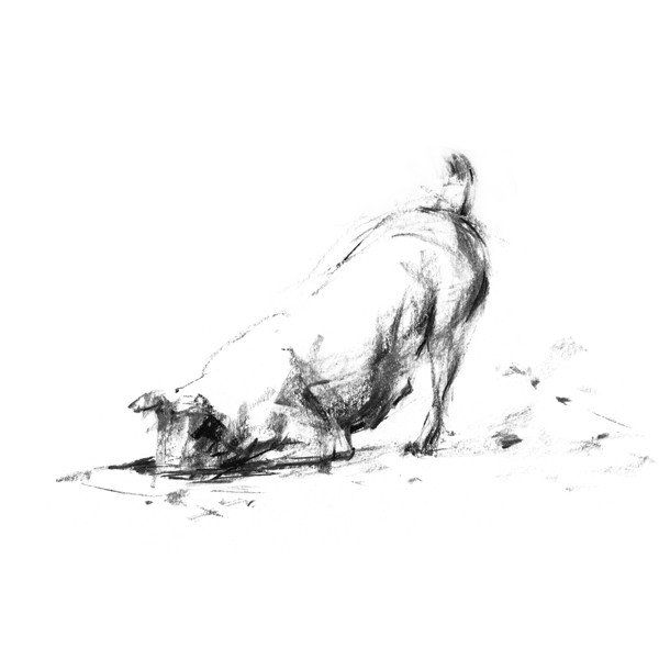 600x600 Digger Terrier Sketch Print Terrier, Sketches And Charcoal Sketch - Terrier Sketch