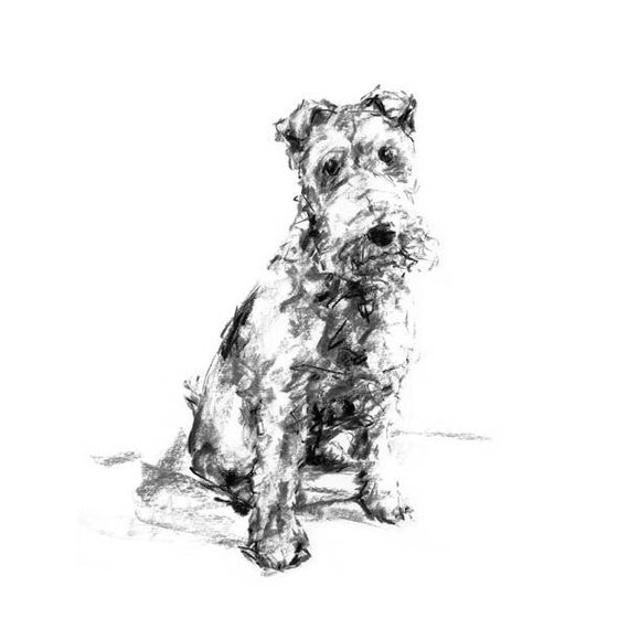 570x570 Fox Terrier Drawing Fine Art Dog Print Fox Terrier Gift - Terrier Sketch