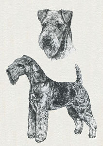 212x300 Lakeland Terrier Sketch Charming Dog Greetings Note Card Ebay - Terrier Sketch