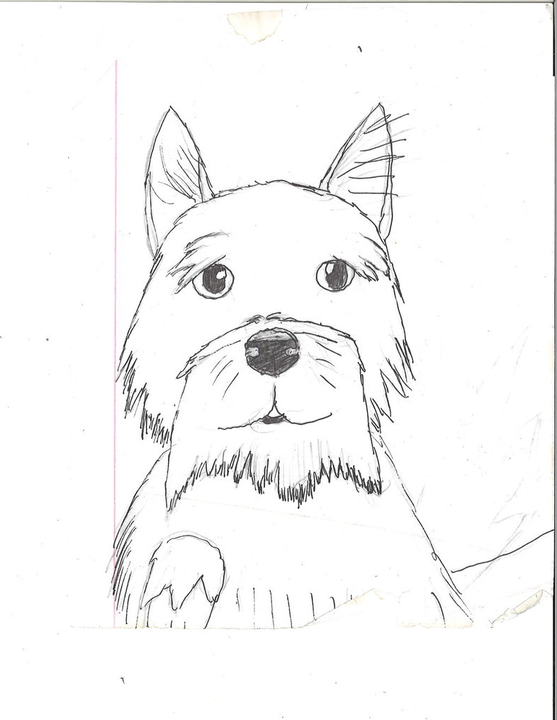 786x1017 Random Terrier Sketch By Victoriasauroraofluv - Terrier Sketch