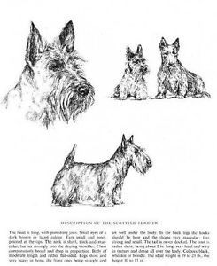 245x300 Scottish Terrier Sketch - Terrier Sketch