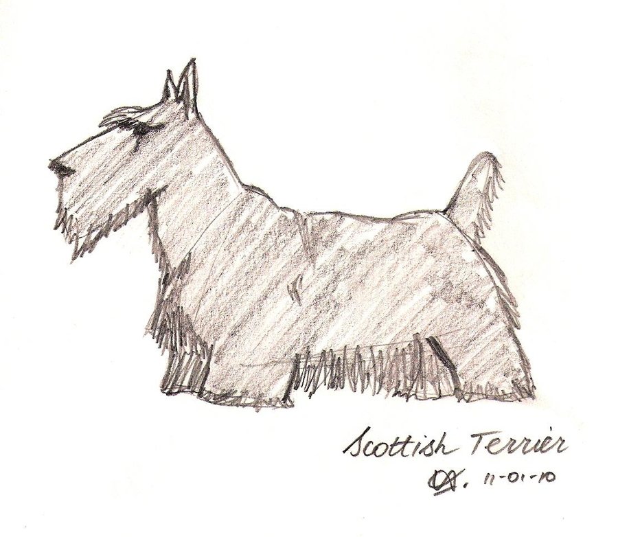 900x782 Scottish Terrier Sketch By Frenchw1nter - Terrier Sketch