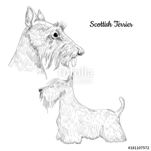 500x500 Scottish Terrier Hand Drawn Sketch. Dog Breed Portrait Artistic - Terrier Sketch