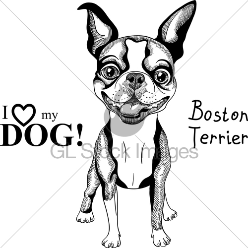 500x500 Vector Sketch Dog Boston Terrier Breed Smiling Gl Stock Images - Terrier Sketch