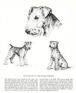 244x300 Welsh Terrier Sketch - Terrier Sketch