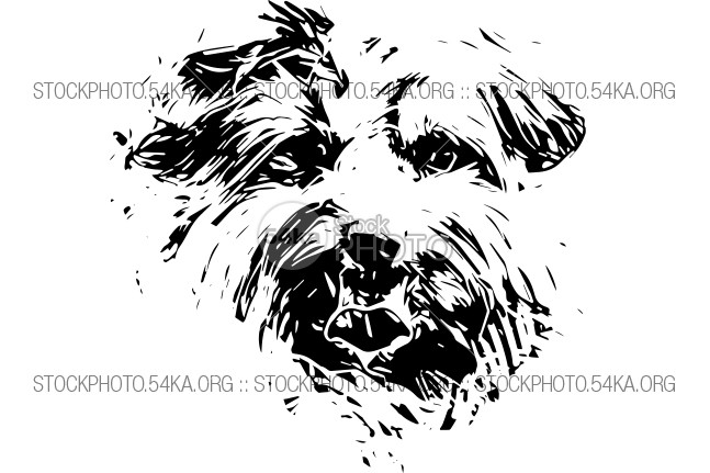 647x431 Yorkshire Terrier Dog Hand Drawn Vector Sketch - Terrier Sketch