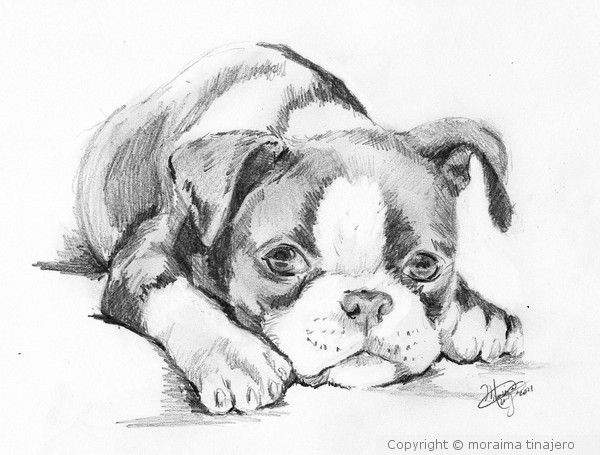 600x455 Boston Terrier Puppy Sketch By Moraima Tinajero - Terrier Sketch