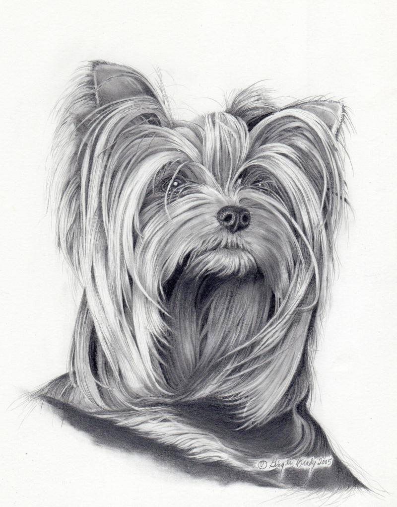 800x1021 - Terrier Sketch