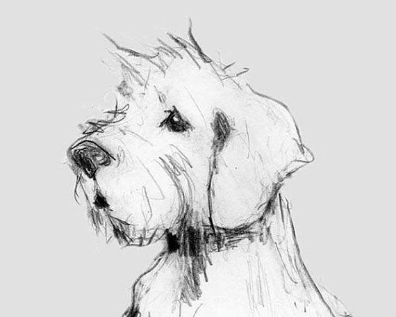 570x456 Cairn Terrier Dog Print 11x14 Or A3, Cairn Terrier Gifts, Cairn - Terrier Sketch