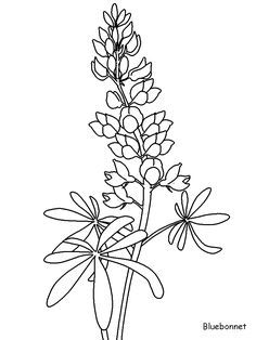 236x314 Texas Bluebonnet Flower Drawings Sketch Coloring - Texas Sketch