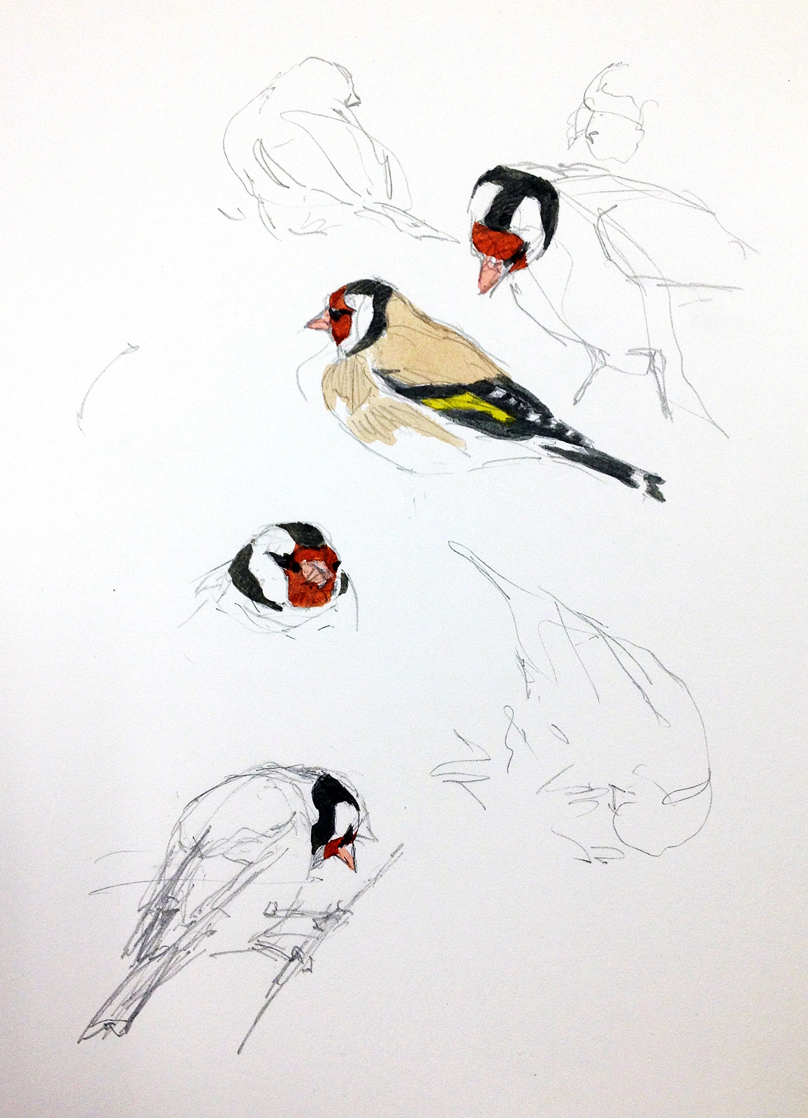 1156x1600 Sketches From Spain A Few Thanksgiving Birds Drawing The Motmot - Thanksgiving Sketches