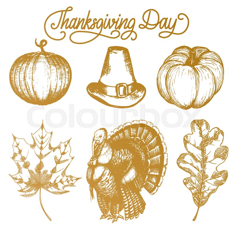800x800 Vector Thanksgiving Illustrations For Invitations Or Festive - Thanksgiving Sketches