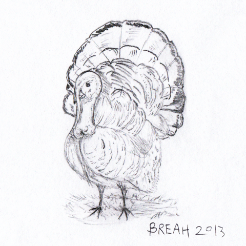 480x480 American Wild Turkey For Thanksgiving Art By Breah - Thanksgiving Sketches