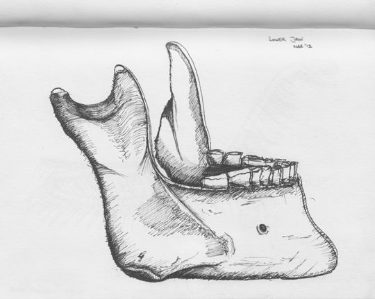 540x431 Scientific Dental Sketches - The Dentist Sketch