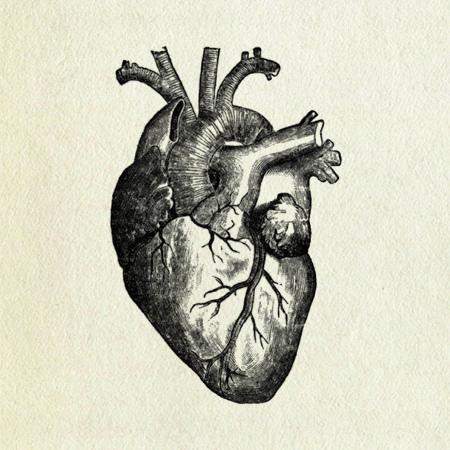 450x450 Heart Anatomy Uploaded By Nonsense On We Heart It - The Heart Sketch