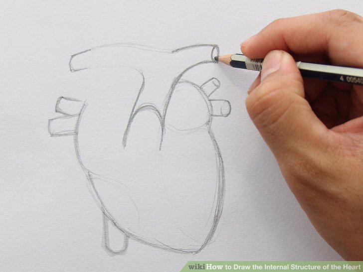 728x546 How To Draw The Internal Structure Of The Heart (With Pictures) - The Heart Sketch