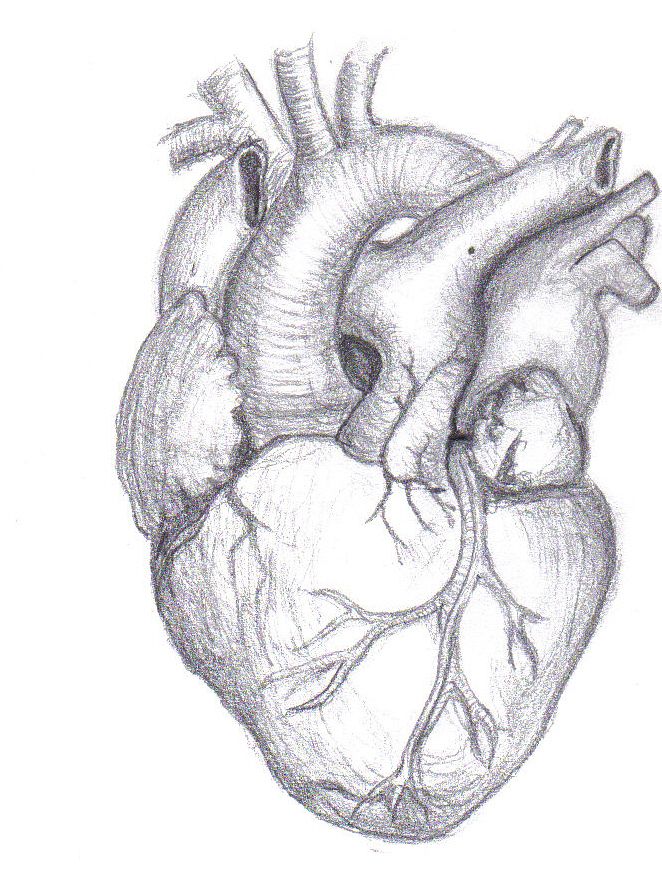 662x895 Human Heart By On @ Cool - The Heart Sketch