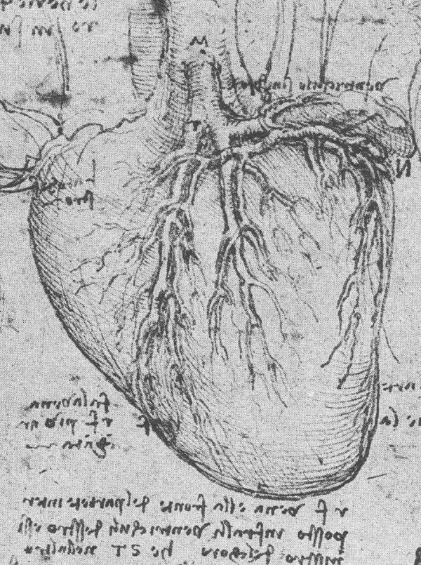 600x805 Da Vinci And The Heart Anatomical Exploration Through The Eyes Of - The Heart Sketch