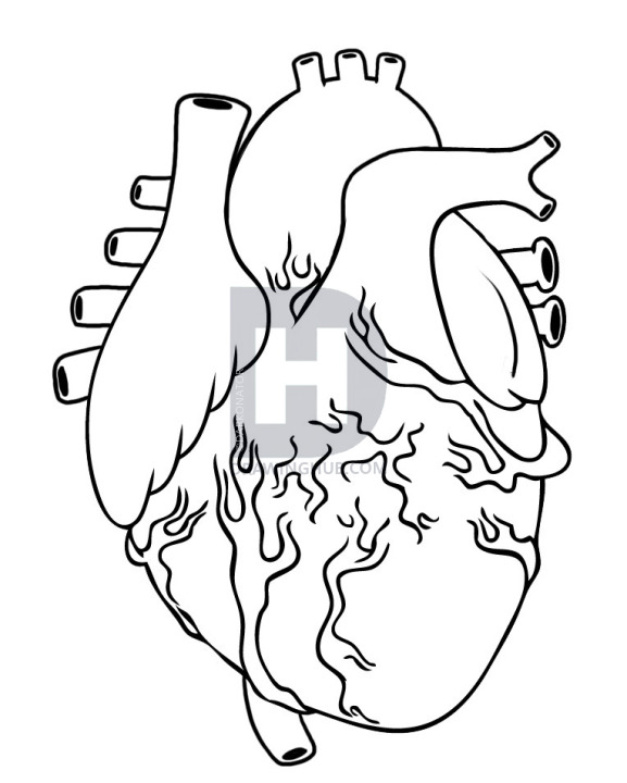 577x720 How To Draw A Human Heart, Step By Step, Drawing Guide, By - The Human Heart Sketch