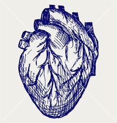 236x248 Collection Of Human Heart Drawing Reference High Quality - The Human Heart Sketch