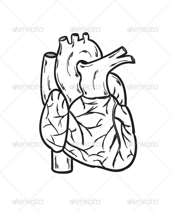 590x731 Human Heart By Muuraa Graphicriver - The Human Heart Sketch