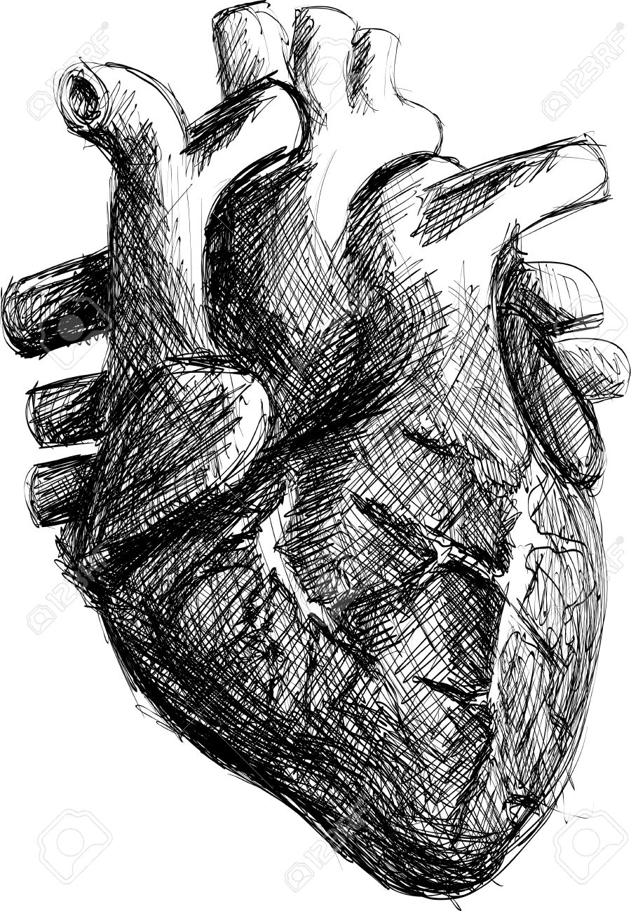 900x1300 Photos Drawings Of Realistic Heart, - The Human Heart Sketch
