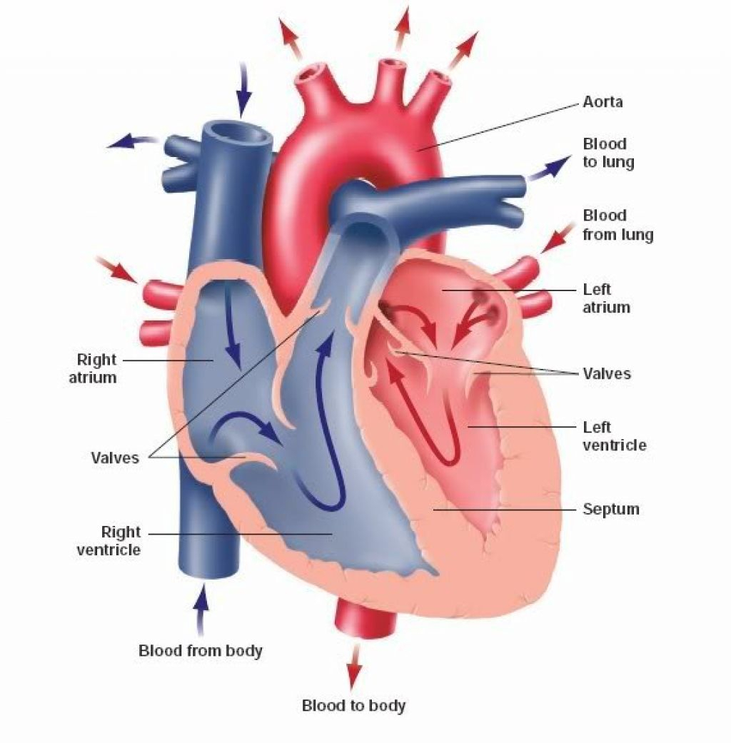 sketch diagram of human heart