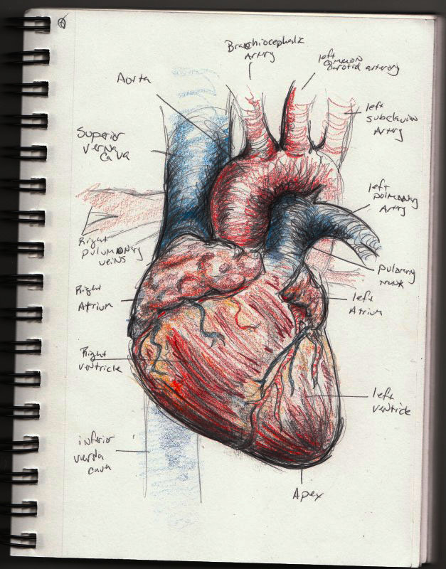 627x800 Human Heart Sketch By Vegetarules101 - The Human Heart Sketch