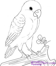 236x279 Drawn Parakeet Sketch 3398904 - The Parrot Sketch