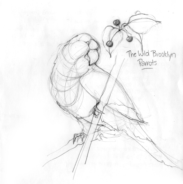 602x608 First Look Sketches Of The Brooklyn Parrots Walking In Public - The Parrot Sketch